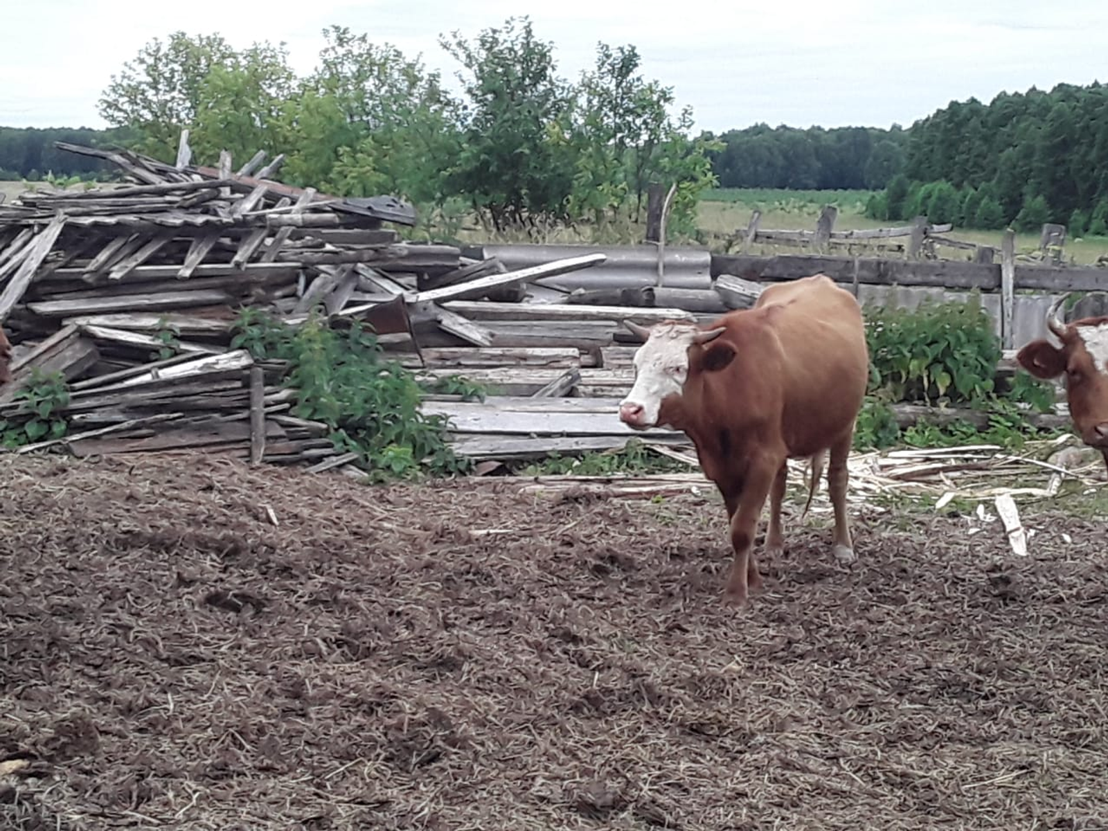 В одном из районов Башкирии введен карантин по бешенству