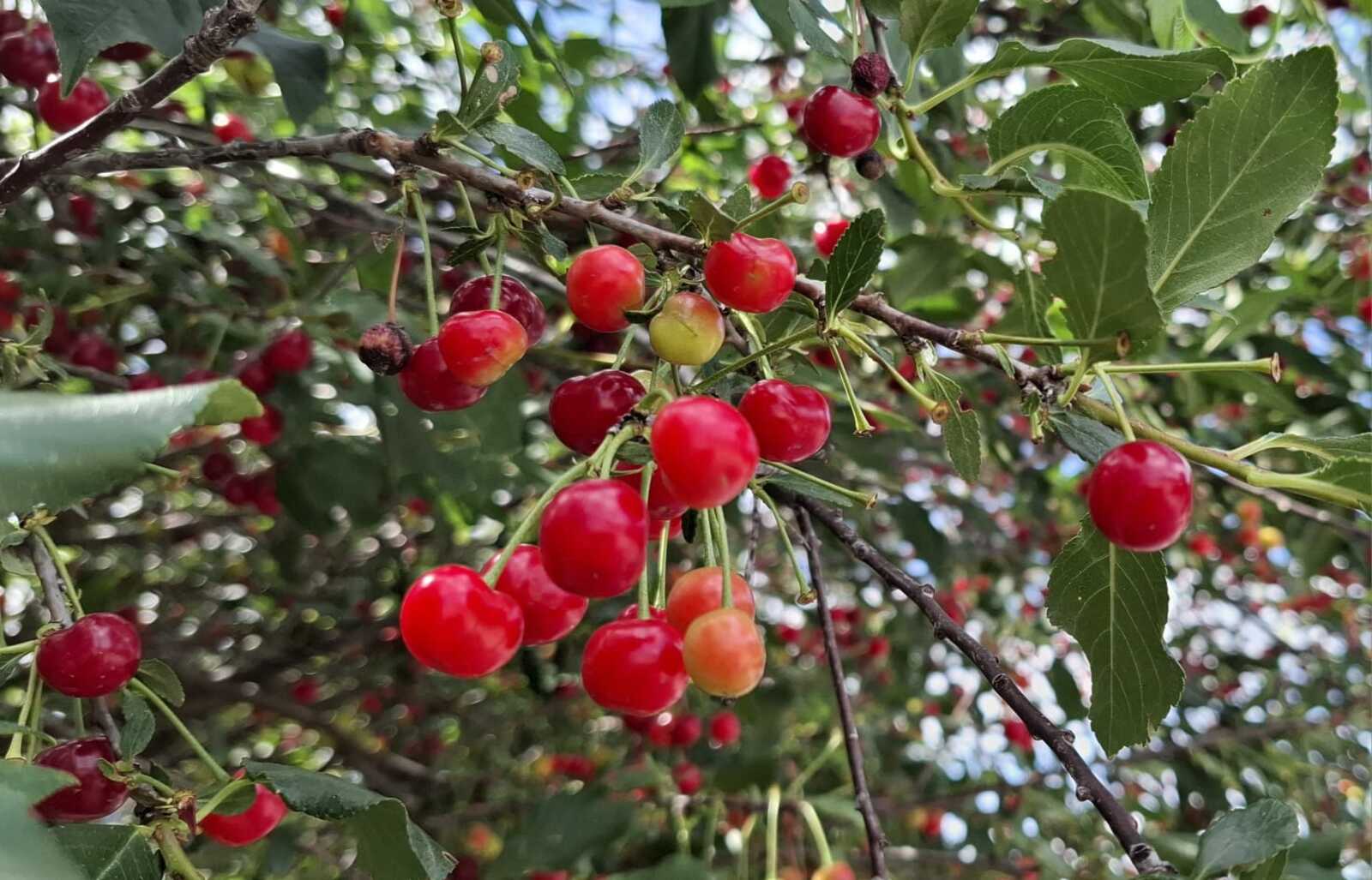 В Уфе состоятся сельскохозяйственные ярмарки