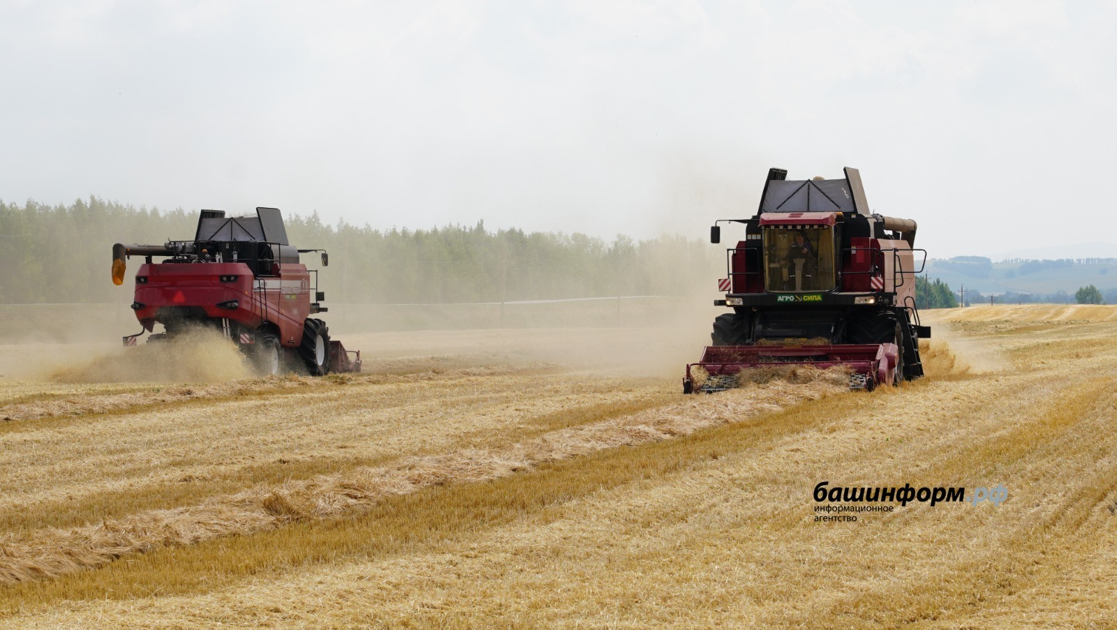 В Башкирии собрали более 4,6 млн тонн зерна при средней урожайности 29,3 центнера с гектара