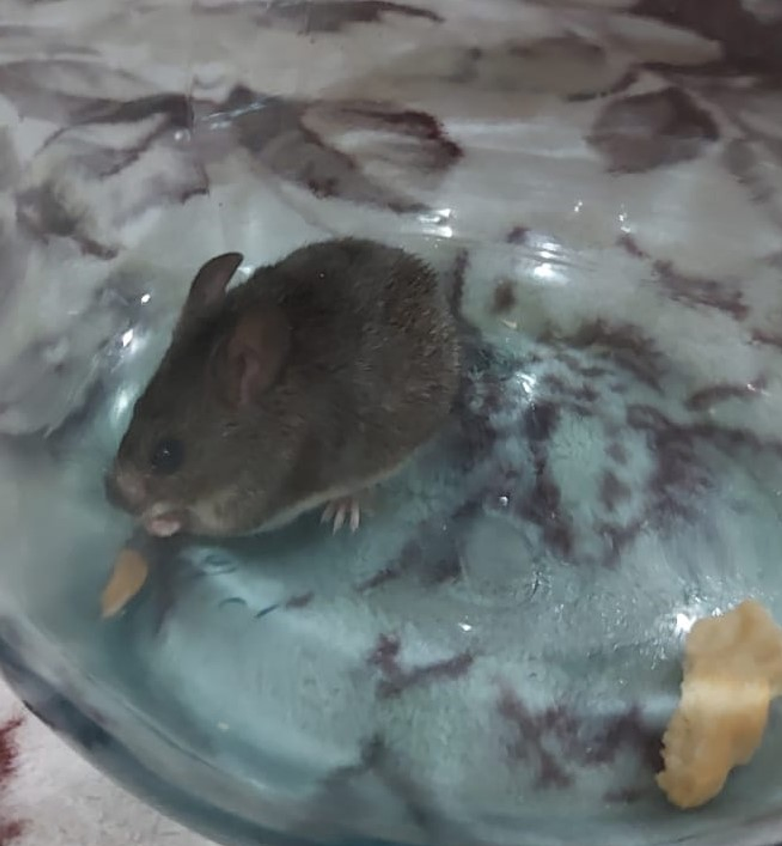 В Башкирии прогнозируют увеличение числа заражений мышиной лихорадкой