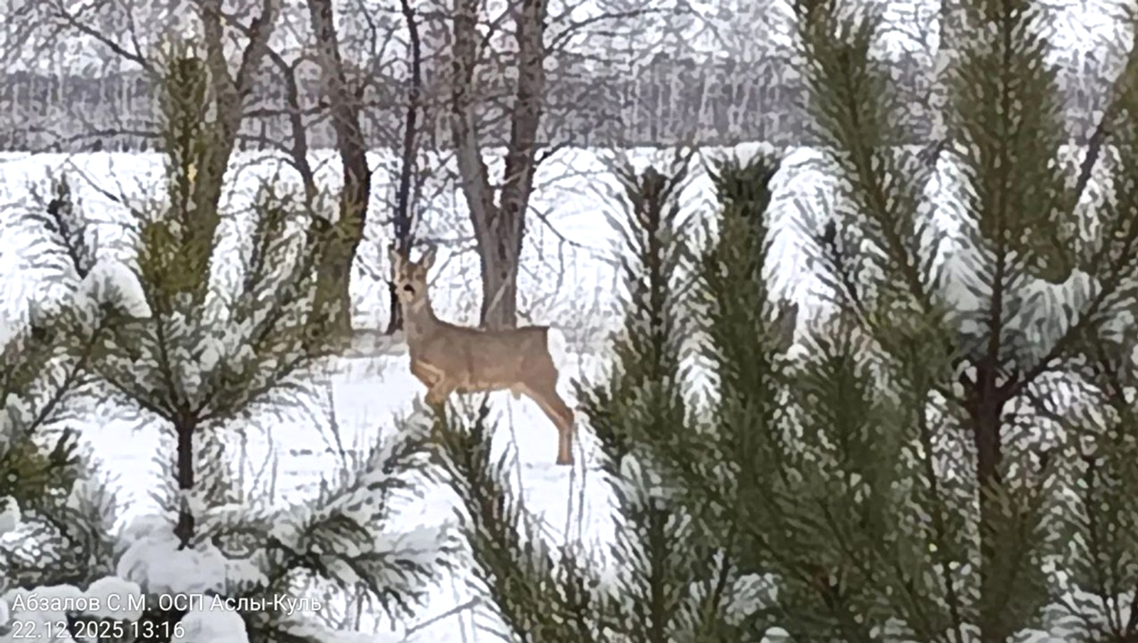 В Башкирии посчитают диких животных и птиц
