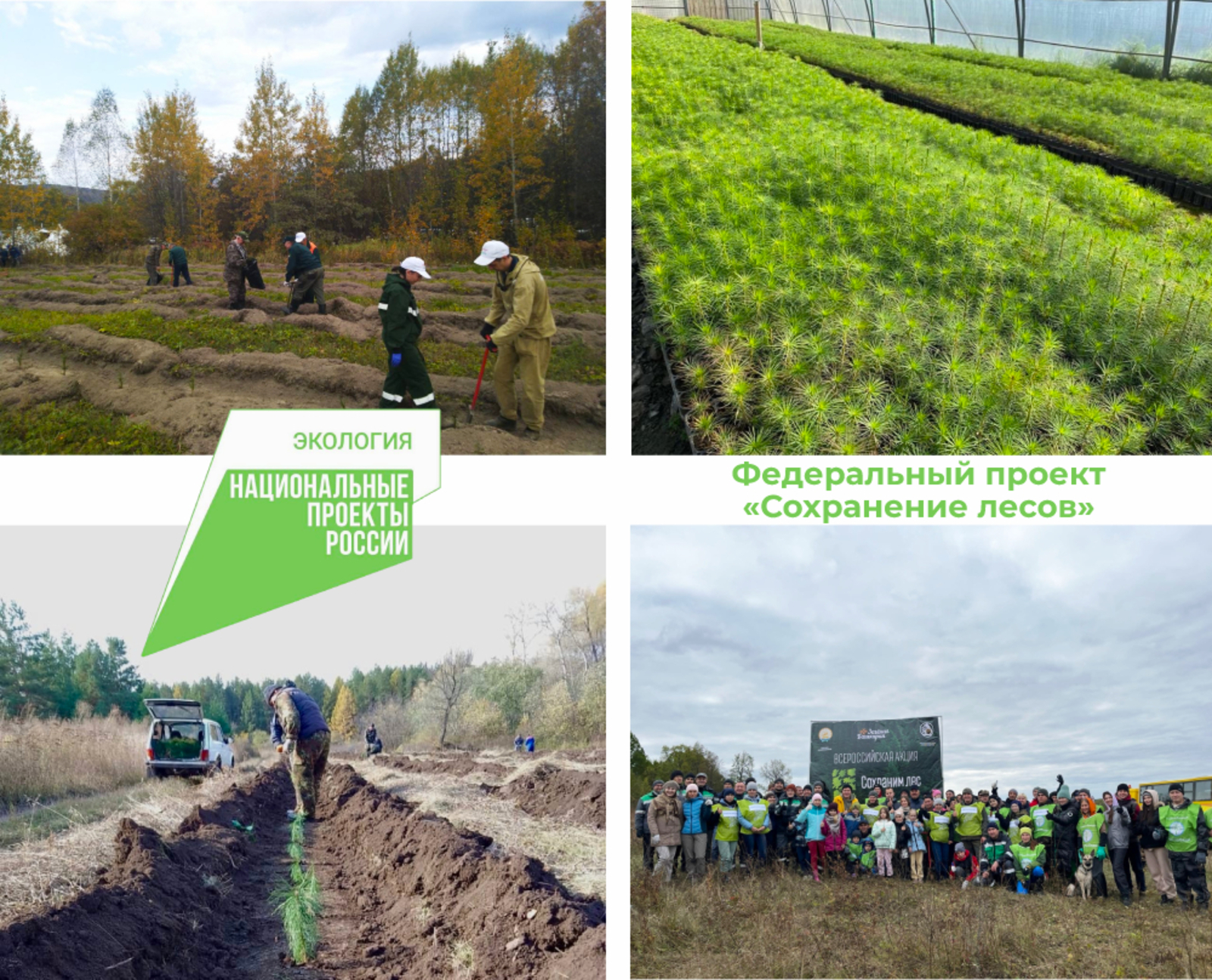 В Башкирии лесовосстановление в рамках нацпроекта "Экология" проведено на площади 15,7 тыс. га