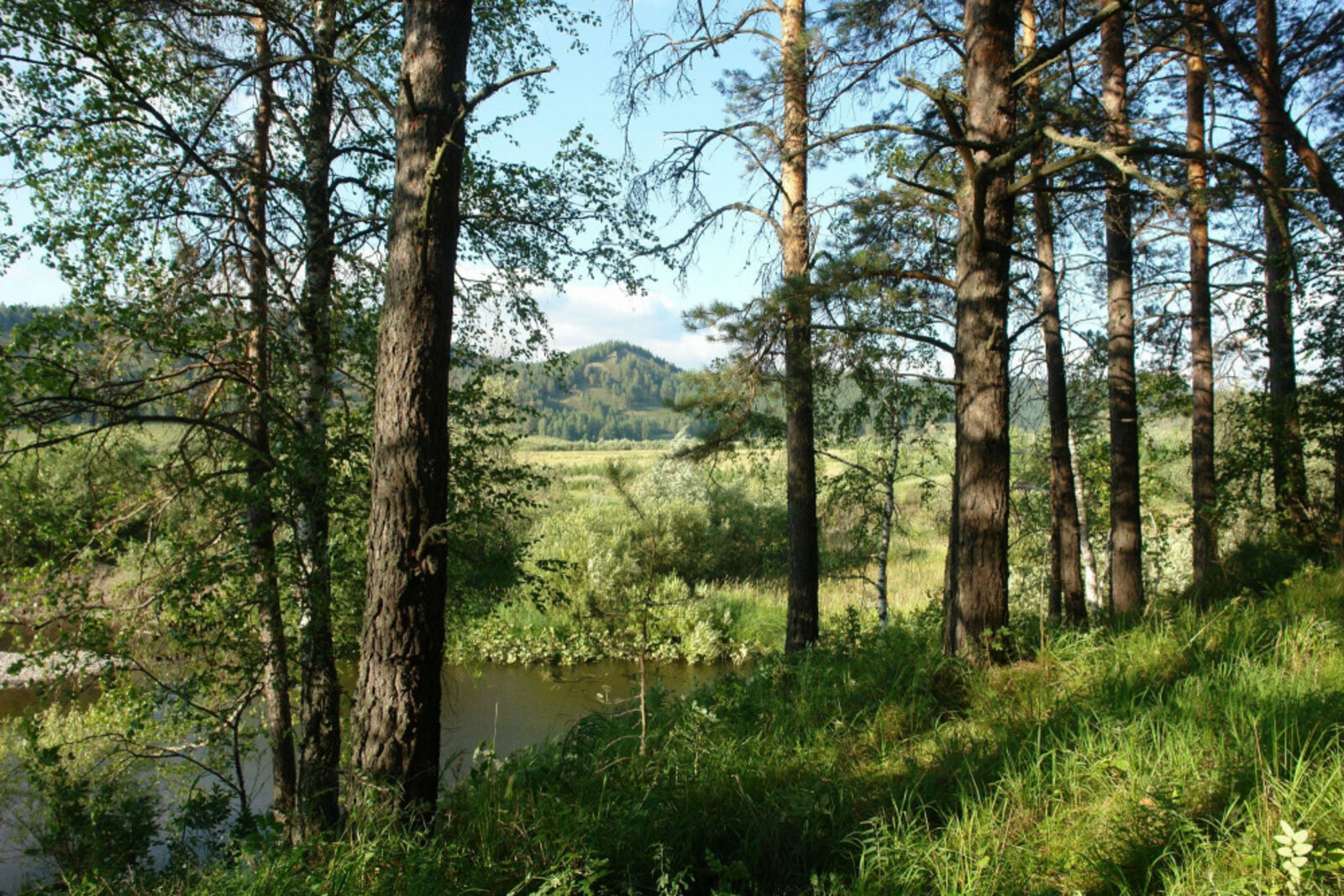 Площадь дистанционного мониторинга лесов Башкирии в 2023 году увеличится до 96%