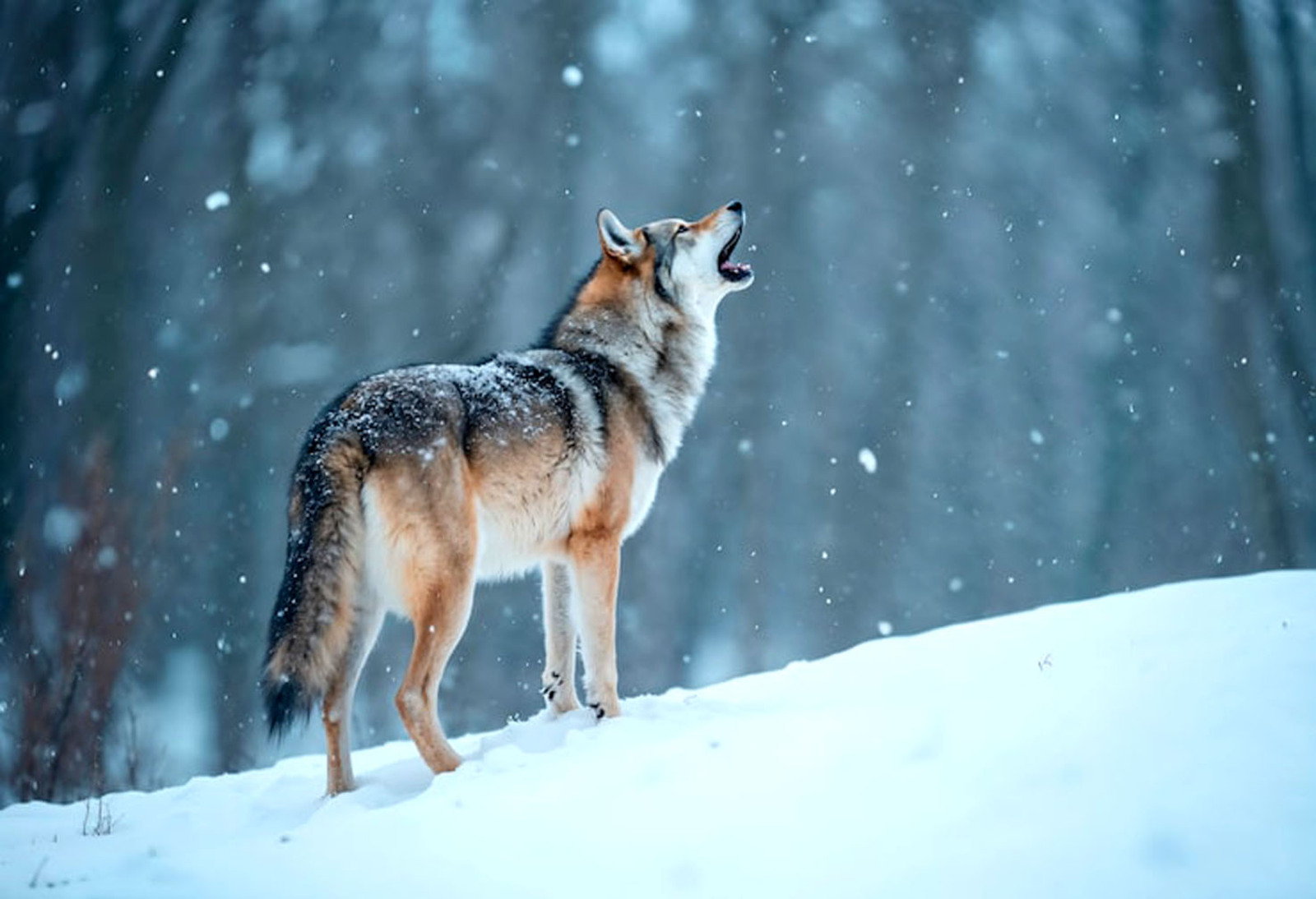 В Башкирии охотникам выплатят увеличенные премии за отстрел волков