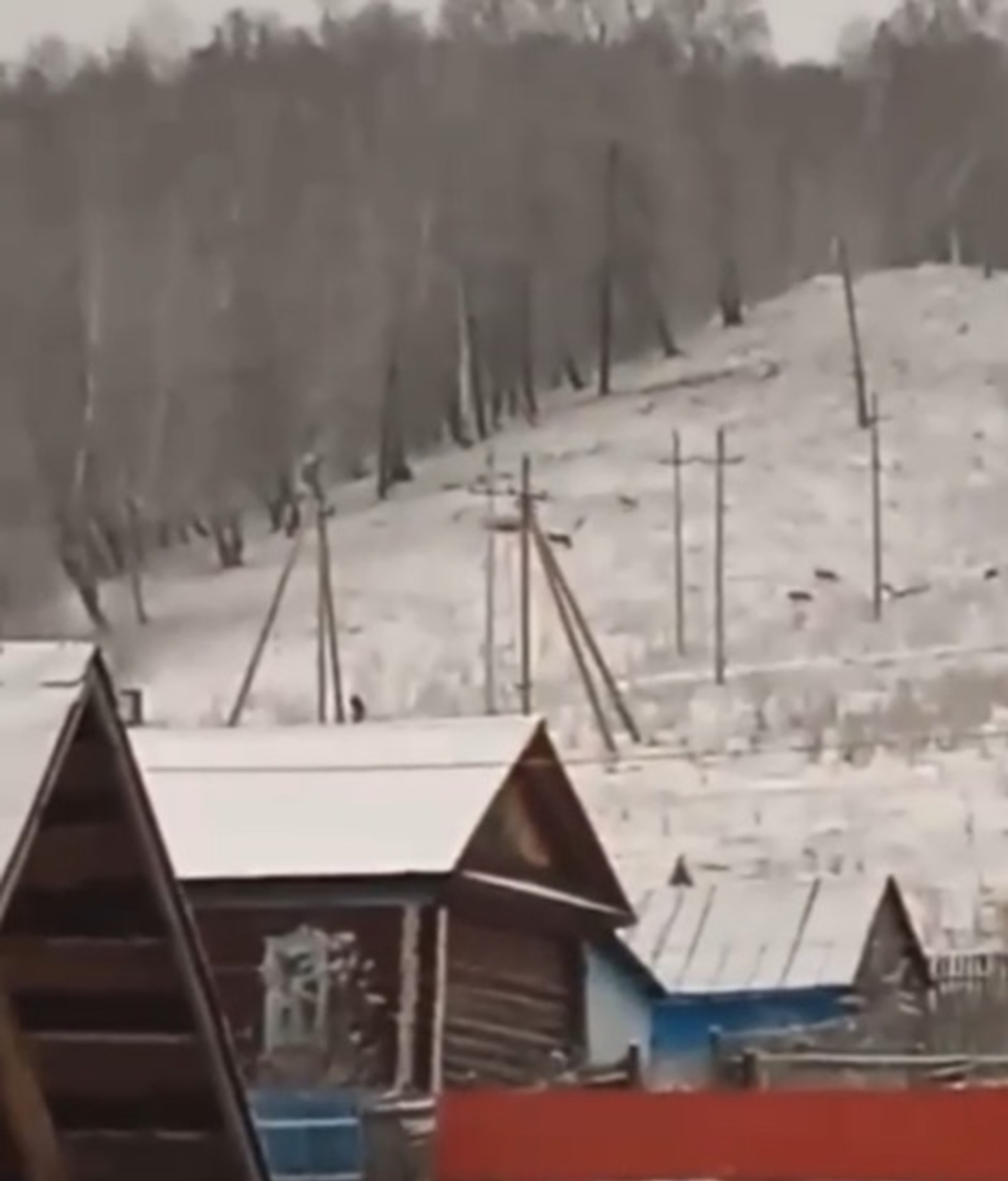 В Башкирии рядом с деревней Киекбаево заметили стаю волков