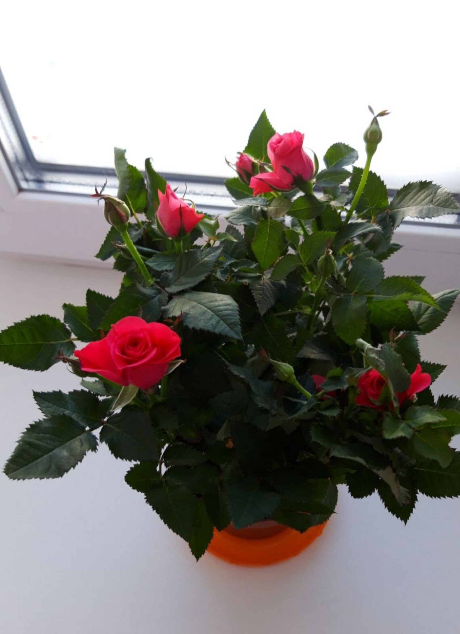 Грамотный подбор грунта - лучший старт для развития рассады