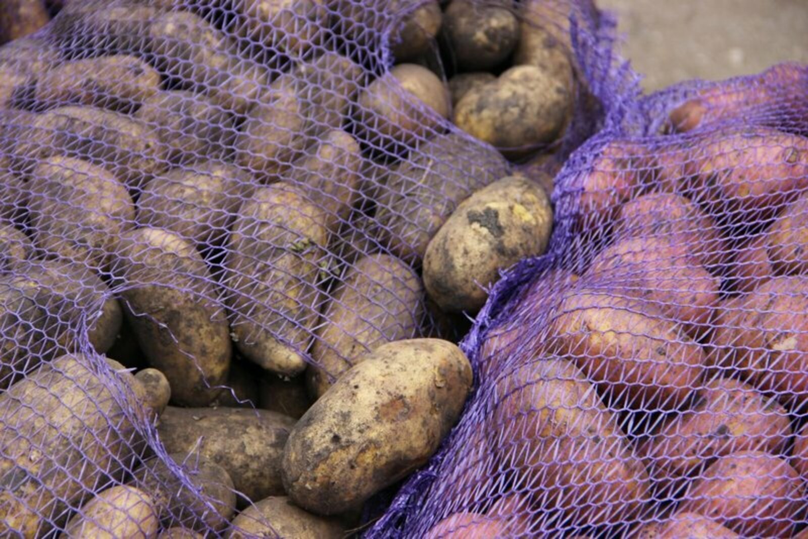 В Башкирии самозанятые получат субсидии на выращивание картофеля и овощей.