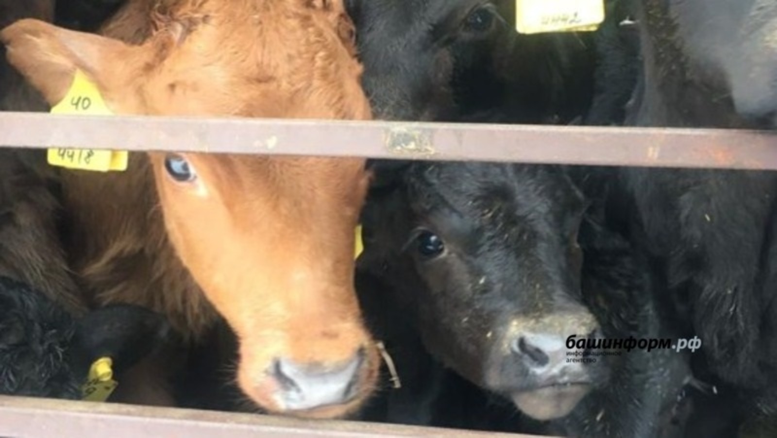 Ветеринары в Башкирии просят проявлять бдительность при покупке крупного рогатого скота «с рук»