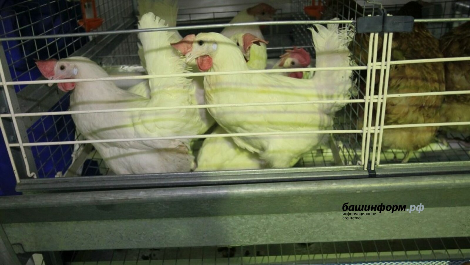 В Башкирии на инкубаторной станции массово погибла птица