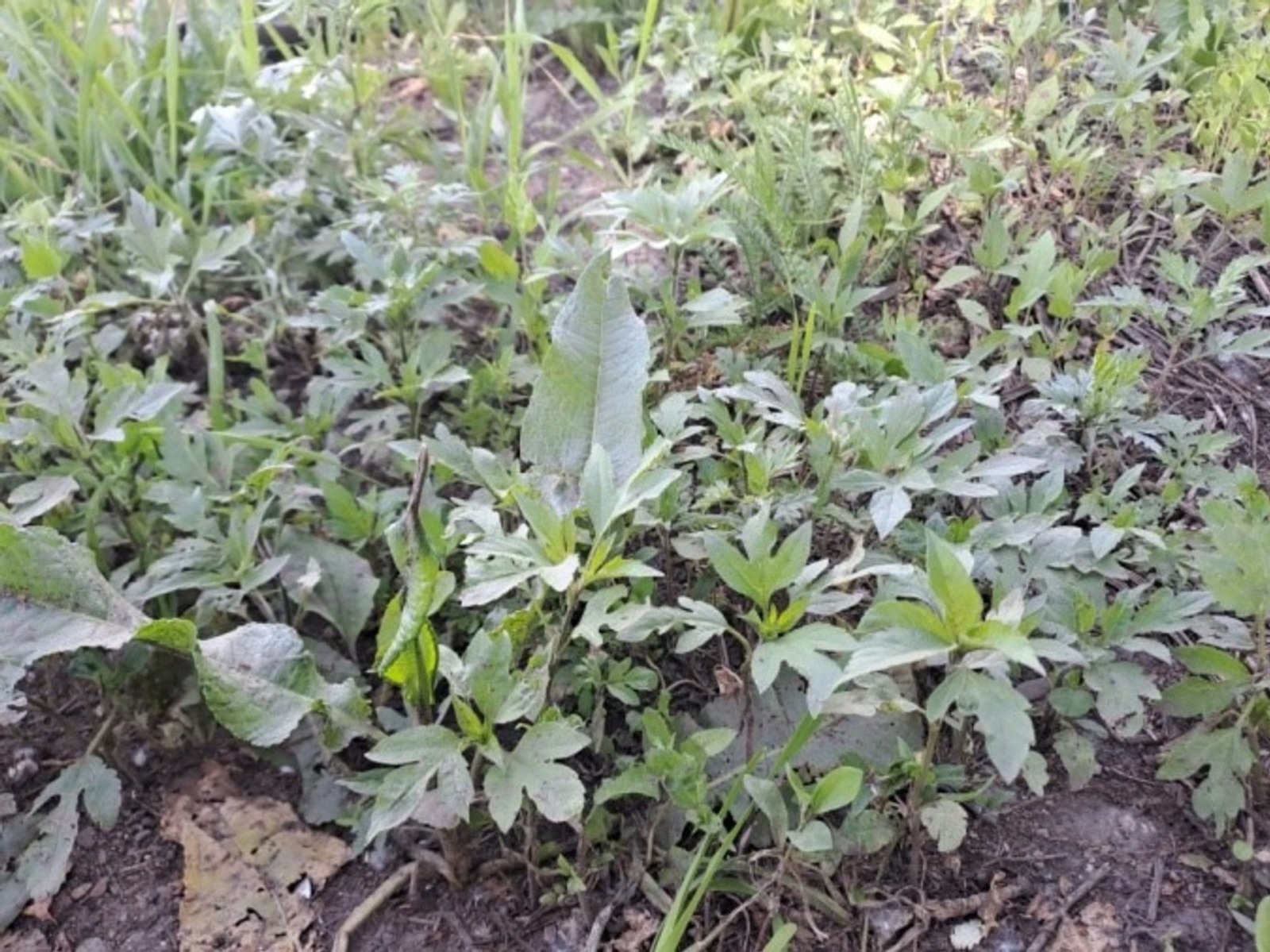 В Башкирии ввели карантин из-за распространения вредного растения