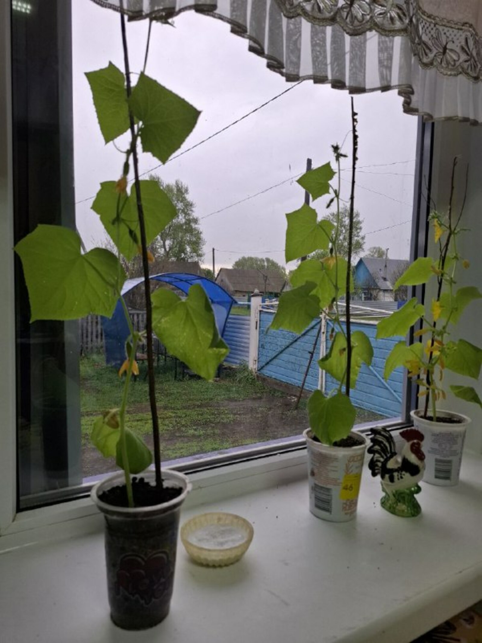 Как и чем обработать землю перед посадкой рассады?