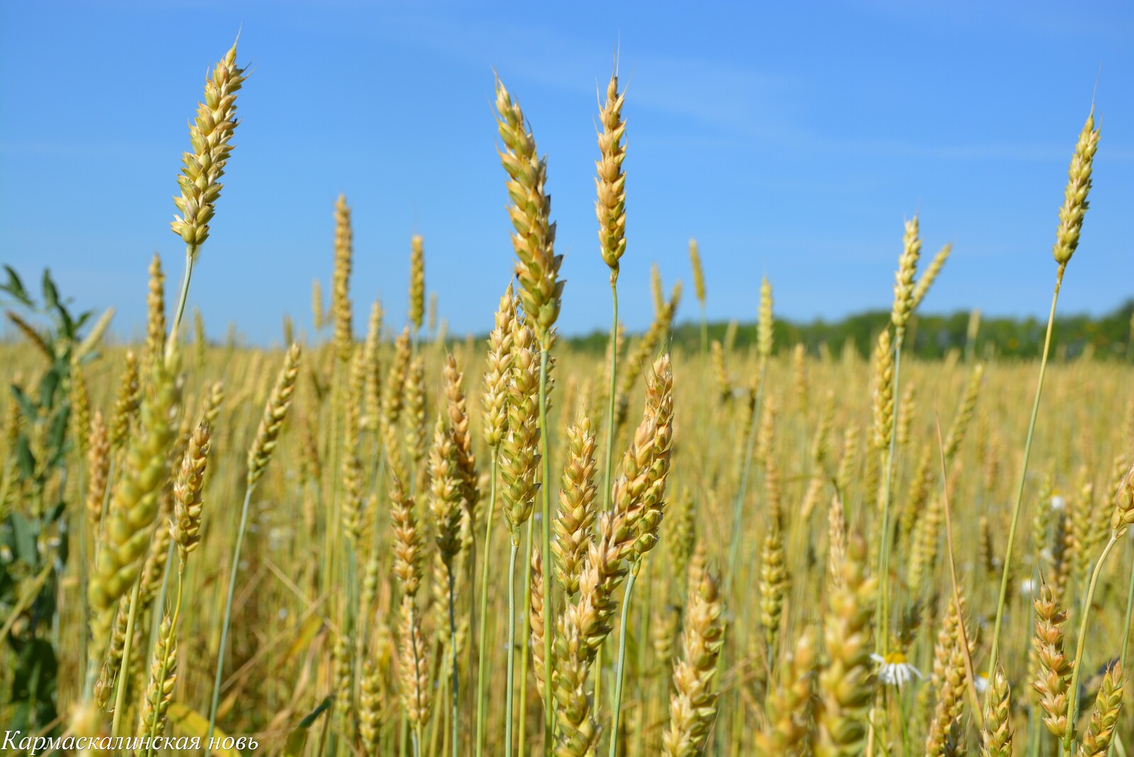 В Башкирии валовый сбор зерна превысил первый миллион тонн Валовый сбор зерна в Башкортостане превысил 1,2 млн тонн