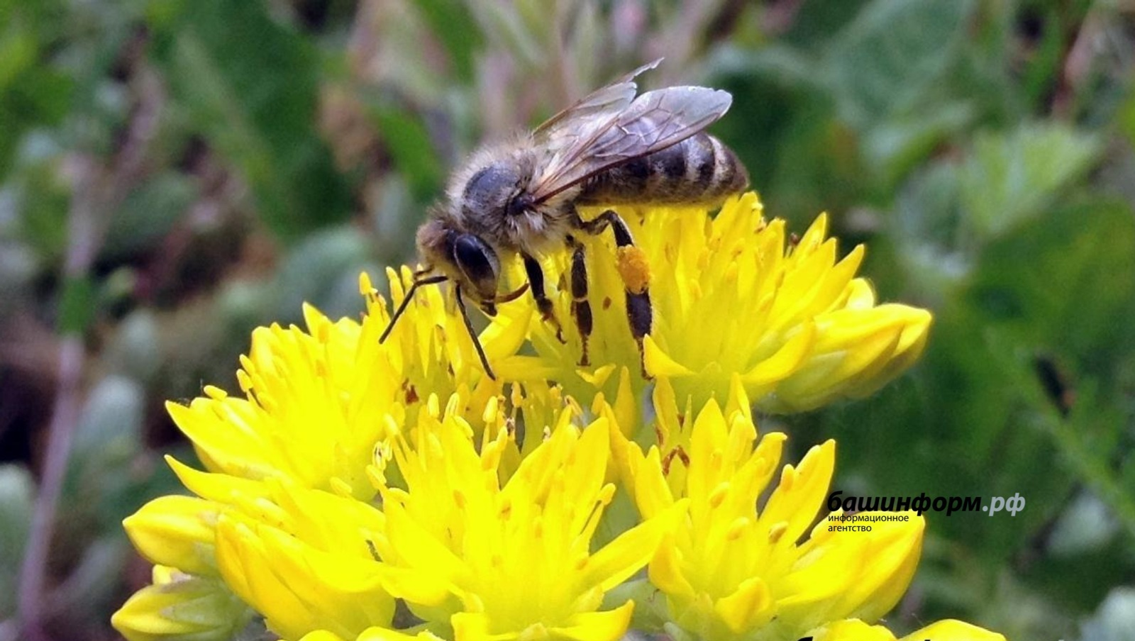 Врачи рассказали, что делать после укуса пчелы