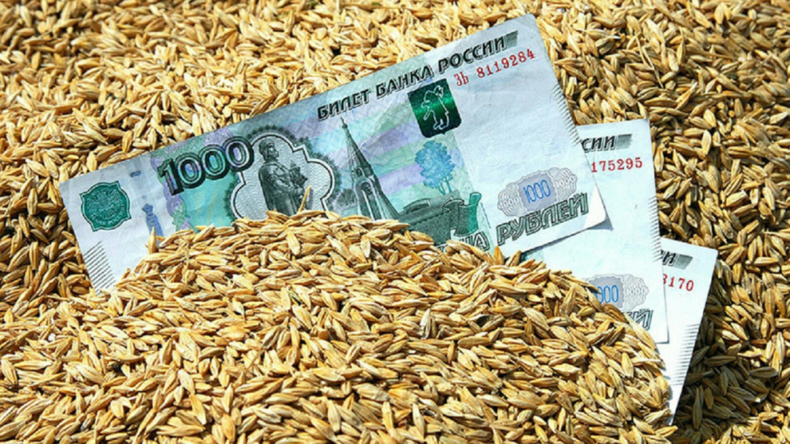 В ходе зерновых интервенций хозяйства Башкортостана реализовали более 127 тысяч тонн продукции