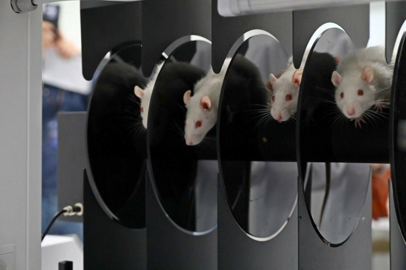 В Межвузовском кампусе перешли на новый этап исследований в разработке антидепре