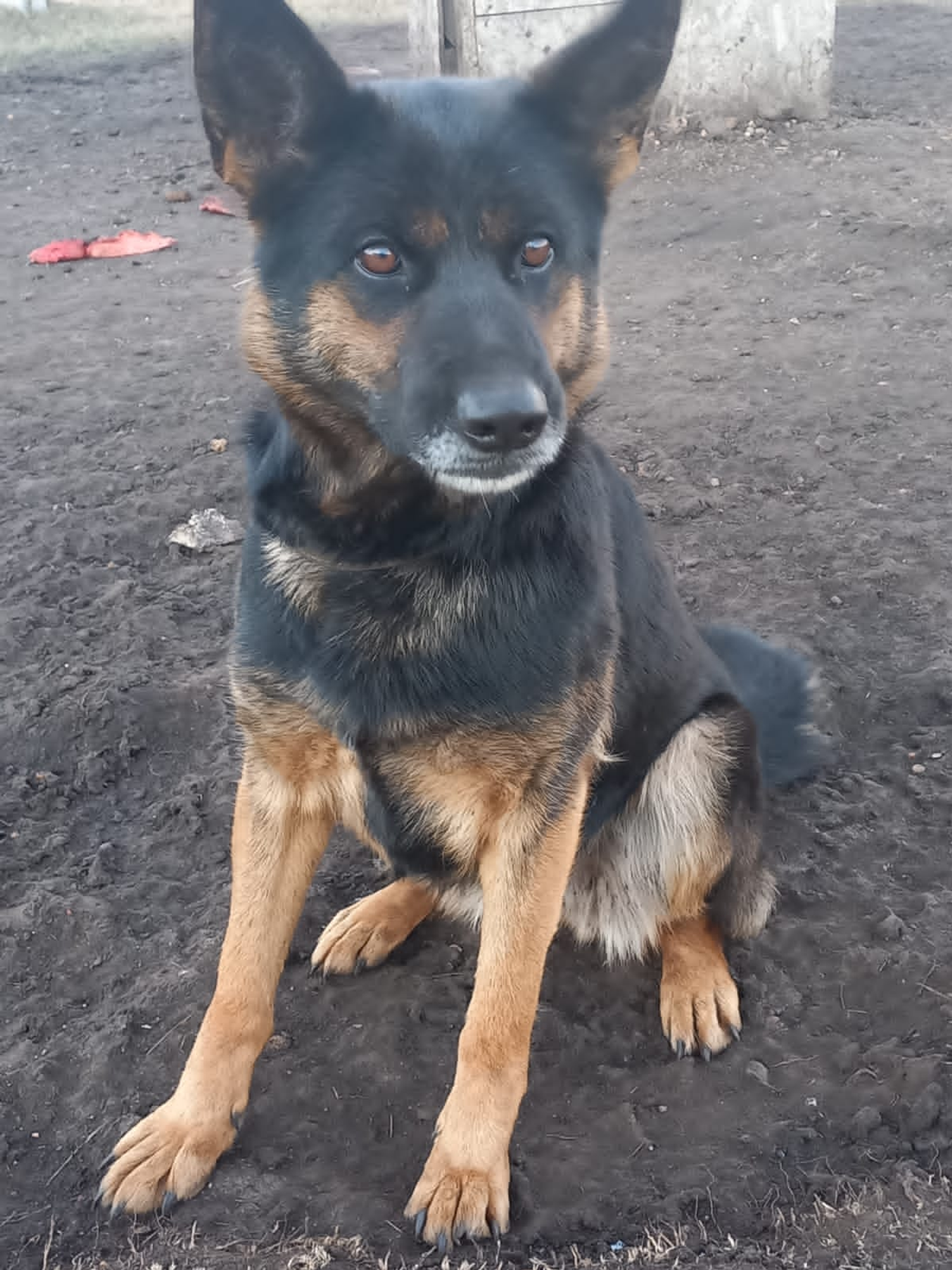 Можно ли кормить собаку костями