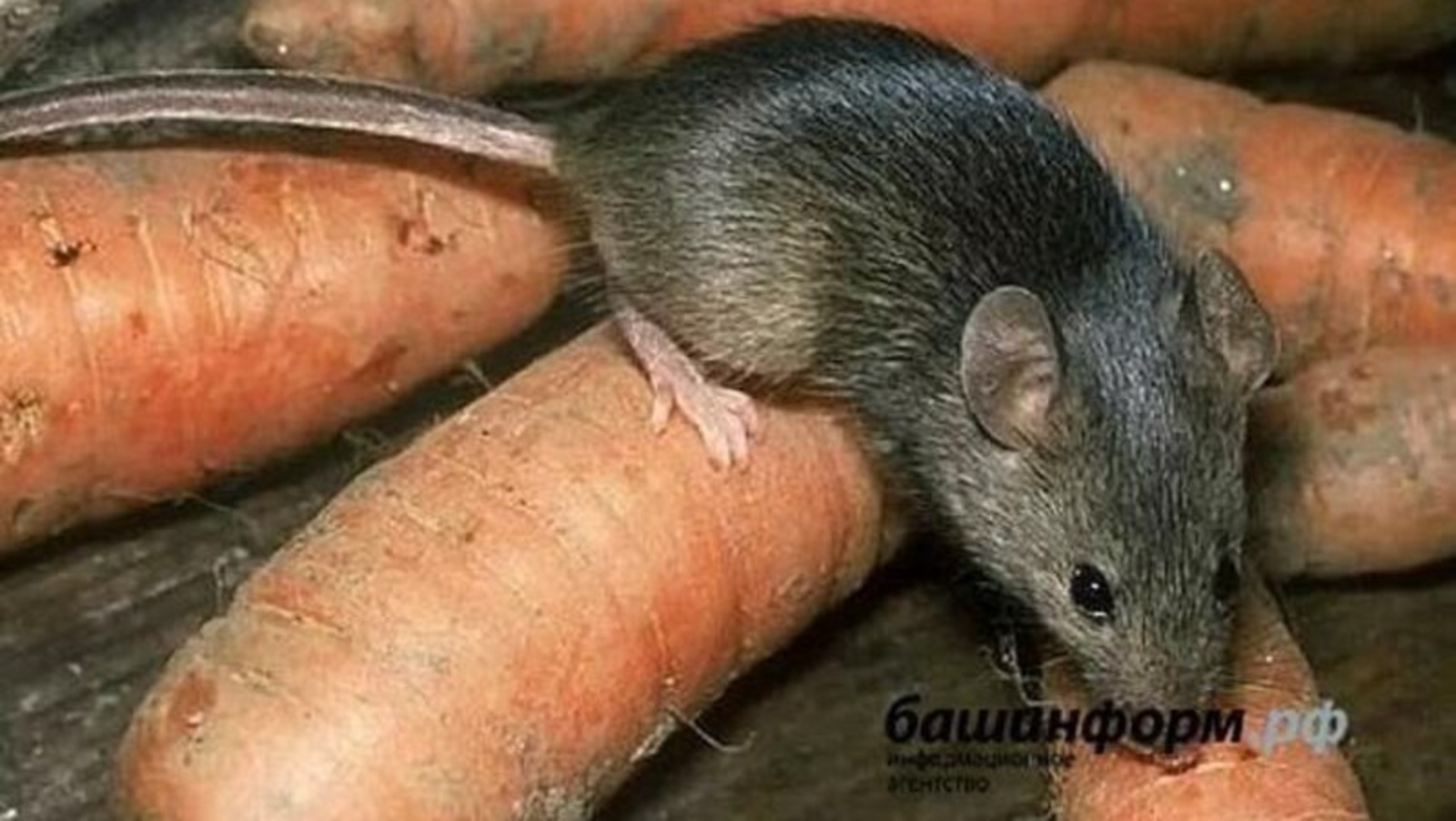 В Башкирии в этом году в три раза больше стали болеть мышиной лихорадкой