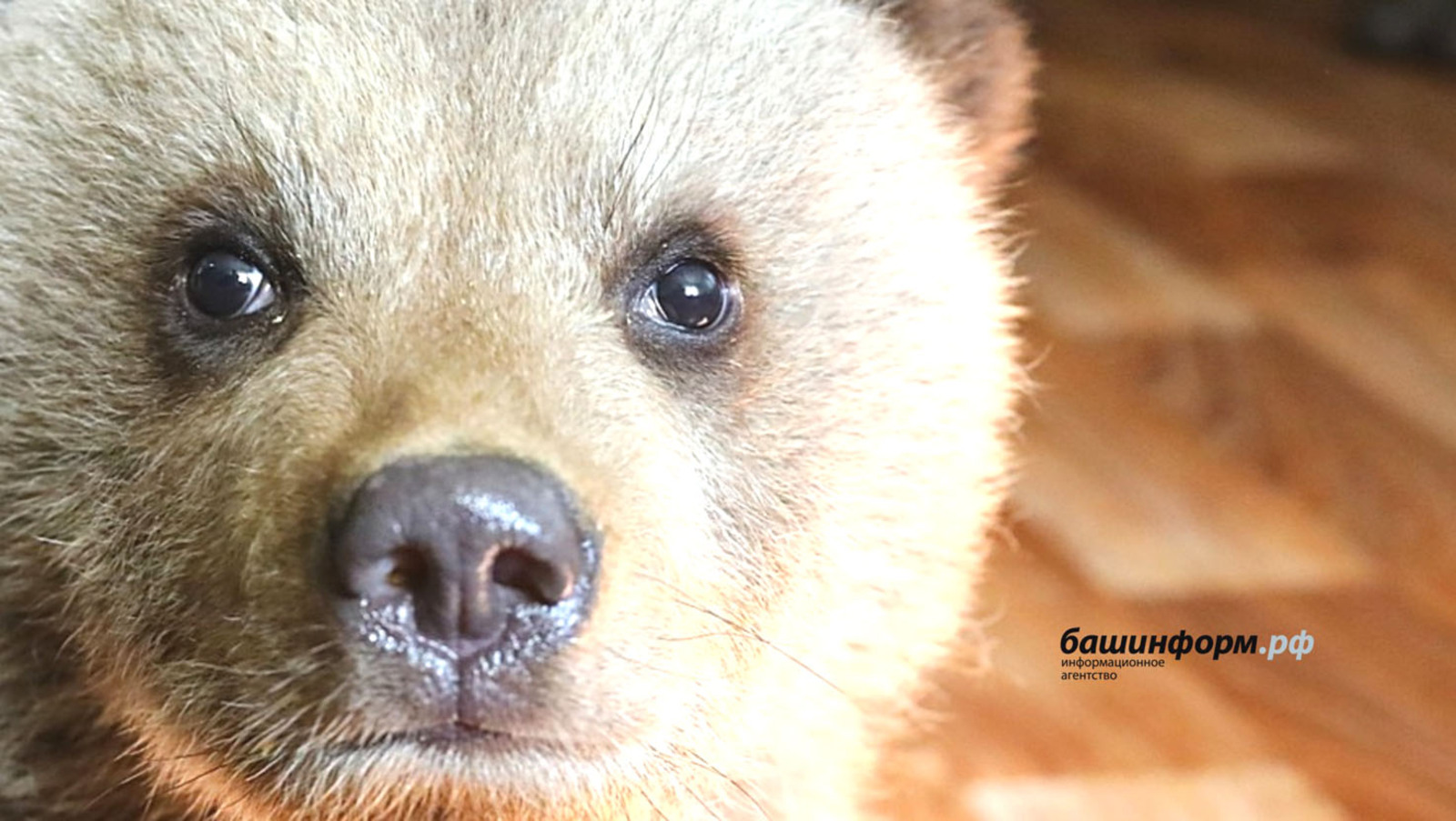 На жителя Башкирии напал медвежонок