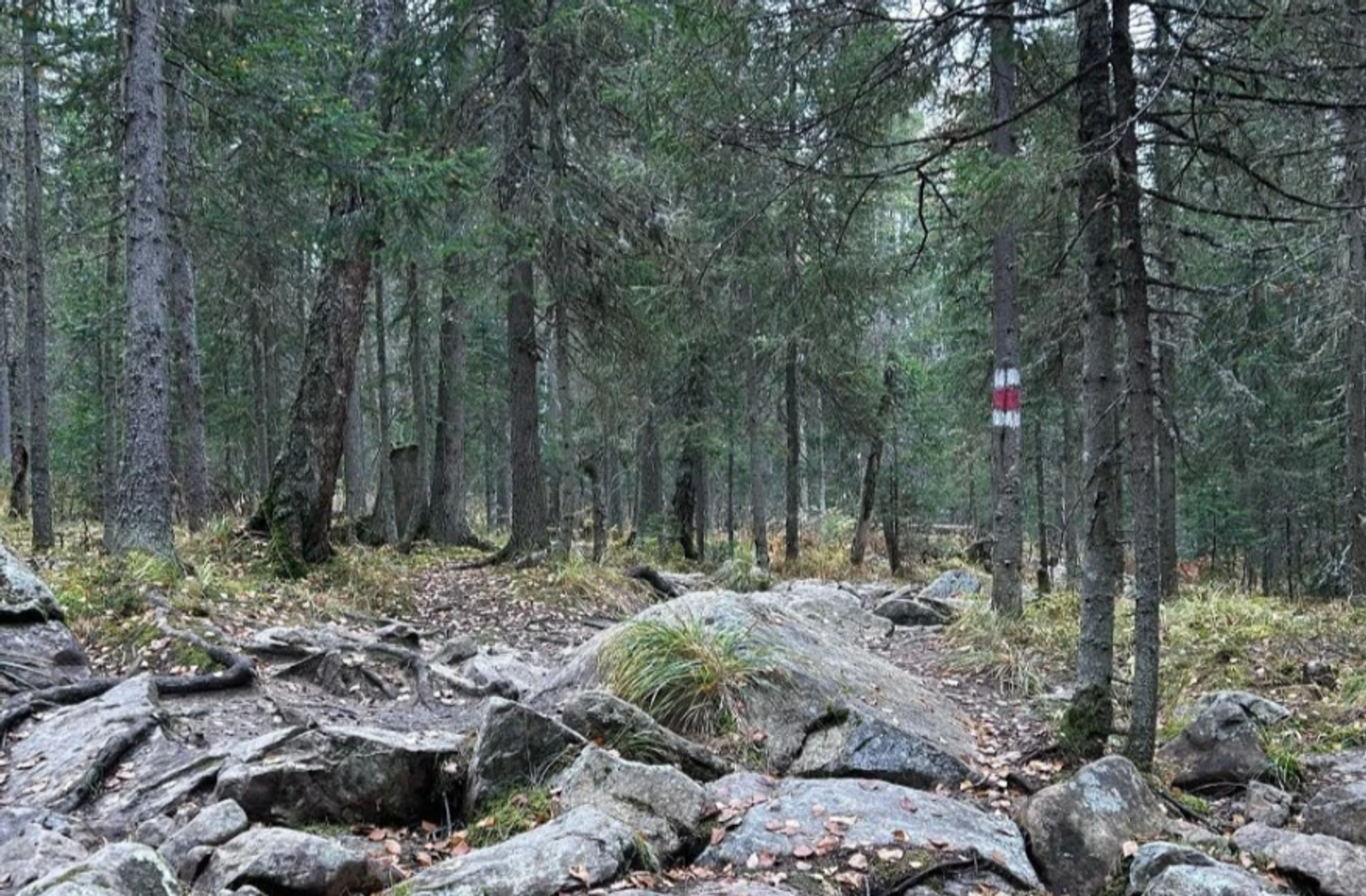 За сутки в лесах Башкирии пропало несколько человек