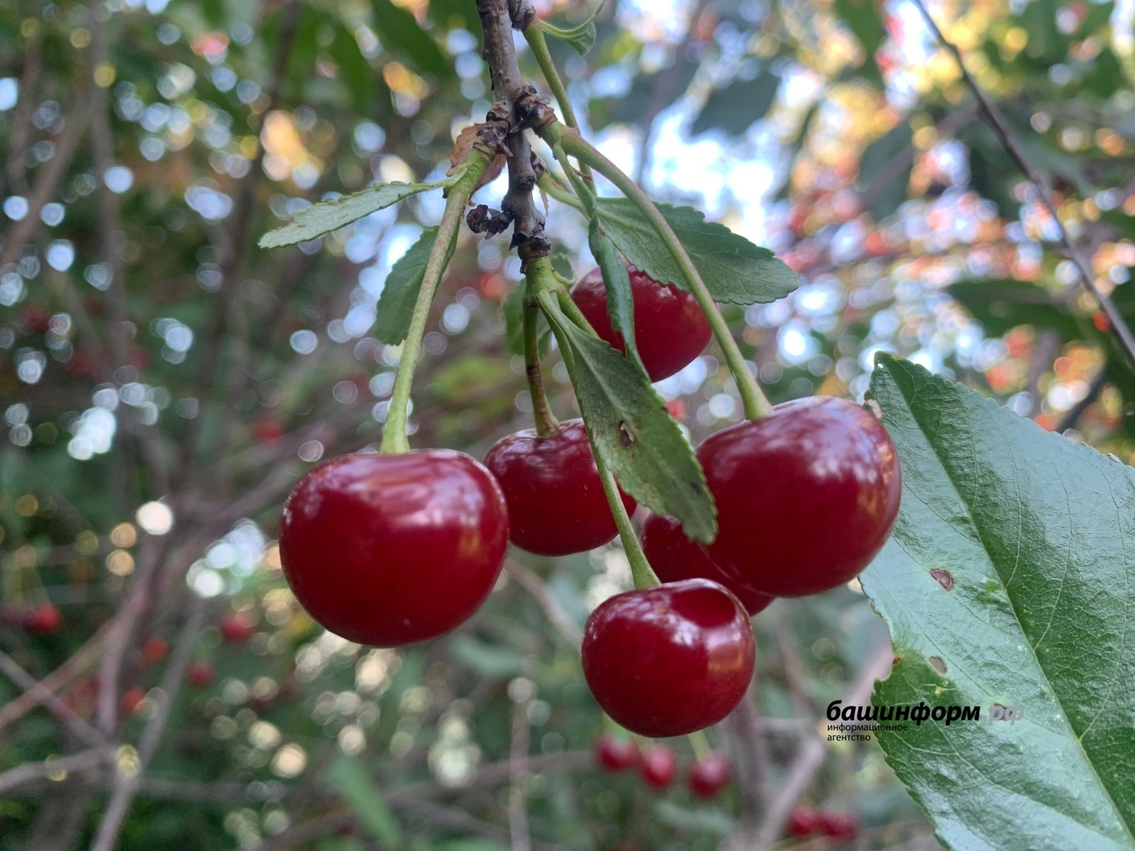Ярмарки выходного дня состоятся в Уфе