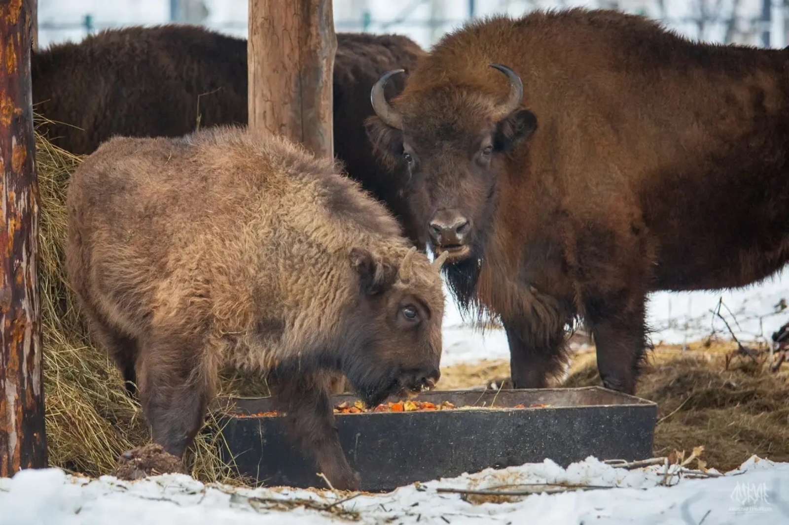 В Башкортостане увеличивается группировка чистокровных беловежских зубров