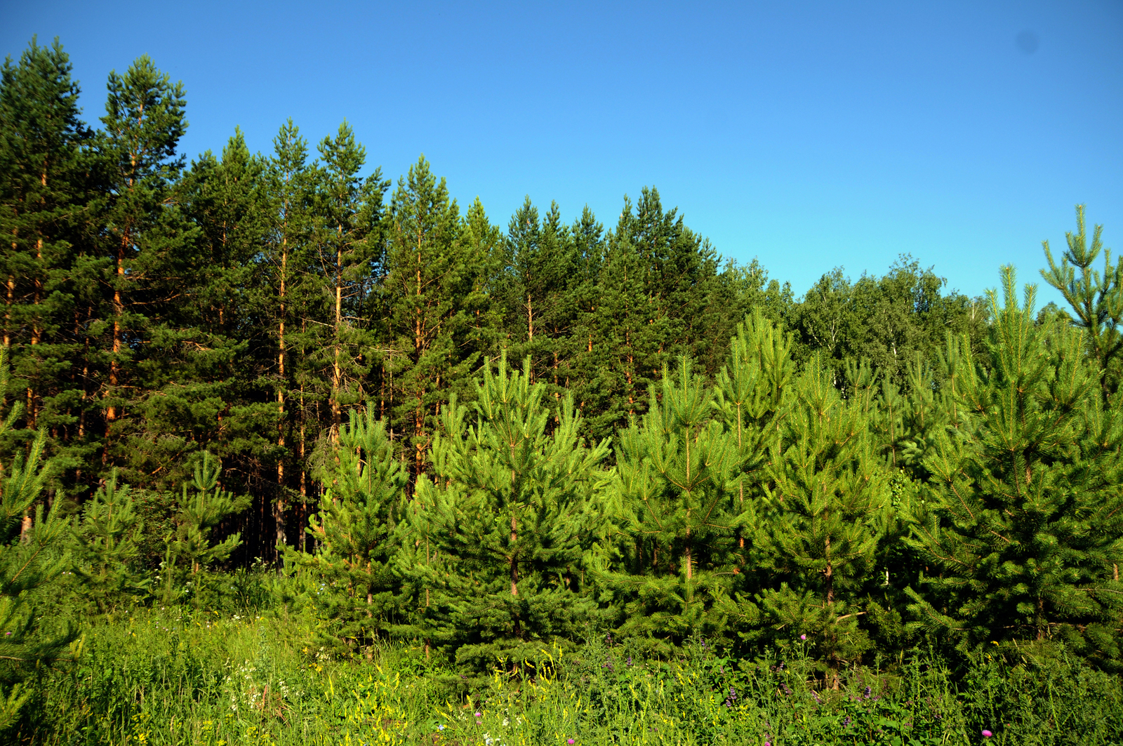 Лесное хозяйство Башкирии продолжает участие в проекте «Сохранение лесов»